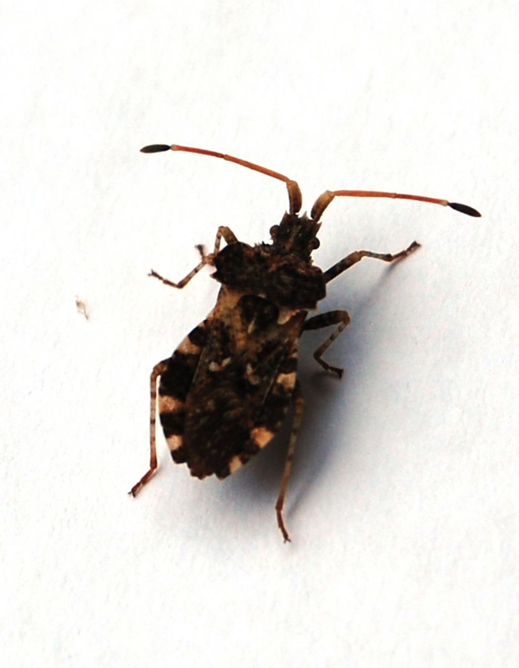 Coreidae: Centrocoris variegatus di Palermo