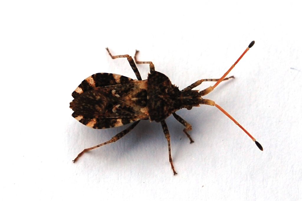 Coreidae: Centrocoris variegatus di Palermo