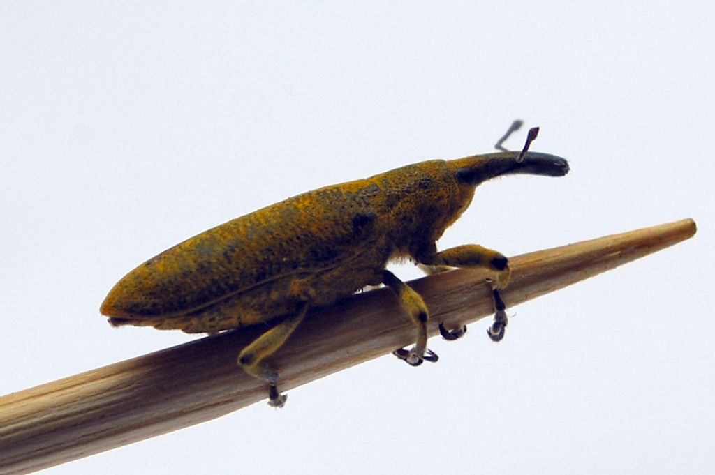 Lixus (Dilixellus) pulverulentus, Curculionide
