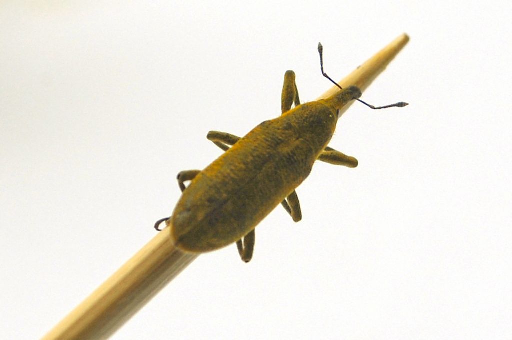 Lixus (Dilixellus) pulverulentus, Curculionide