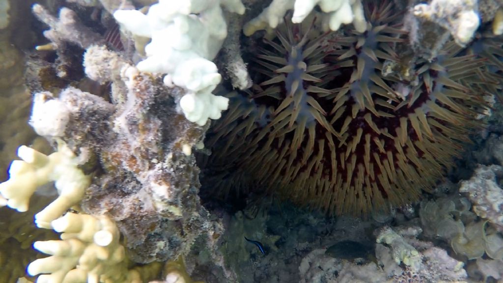 Mauritius snorkeling: Che specie ?  cfr. Acanthaster planci