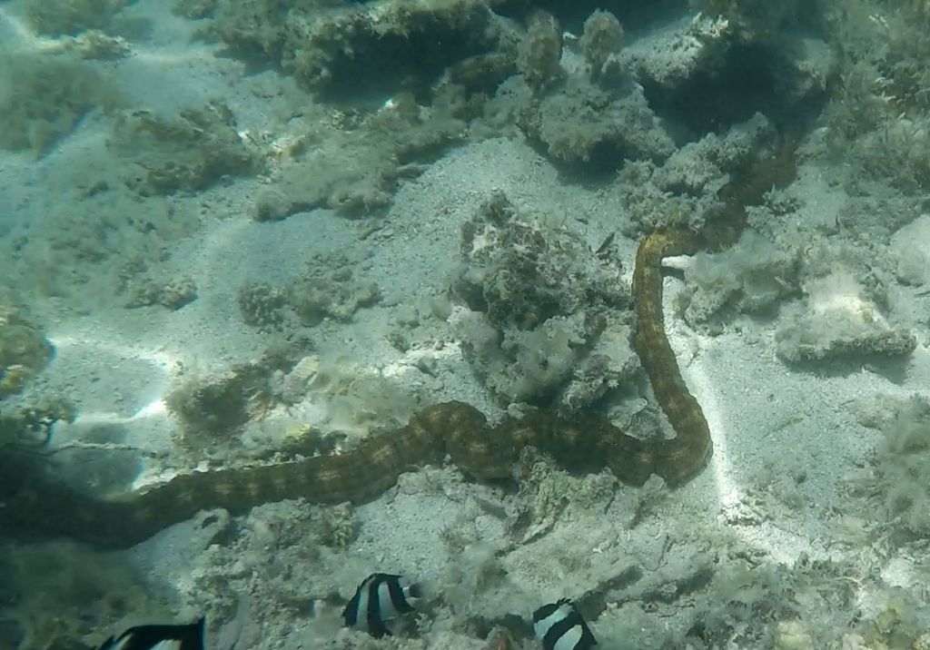 Synapta cfr.maculata (Echinodermata-Holothuroide) - Mauritus