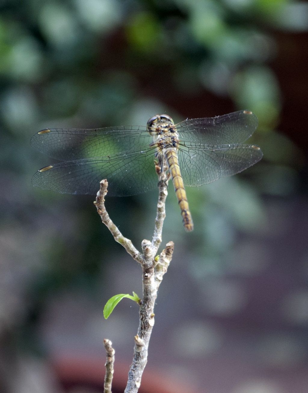 Libellula palermitana:   Sympetrum striolatum, femmina