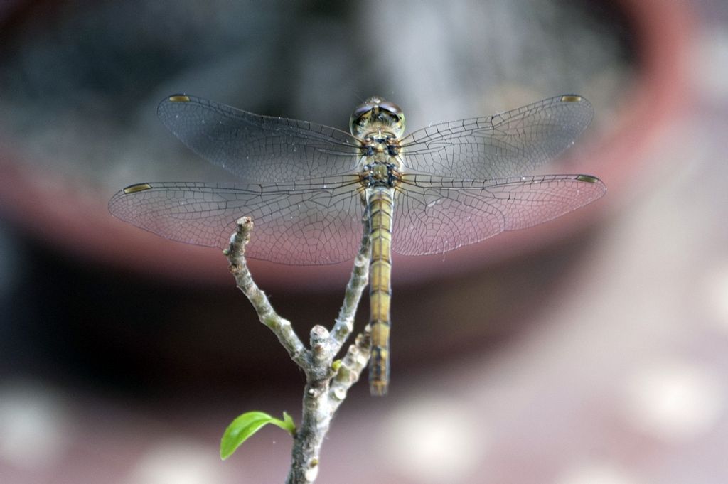 Libellula palermitana:   Sympetrum striolatum, femmina