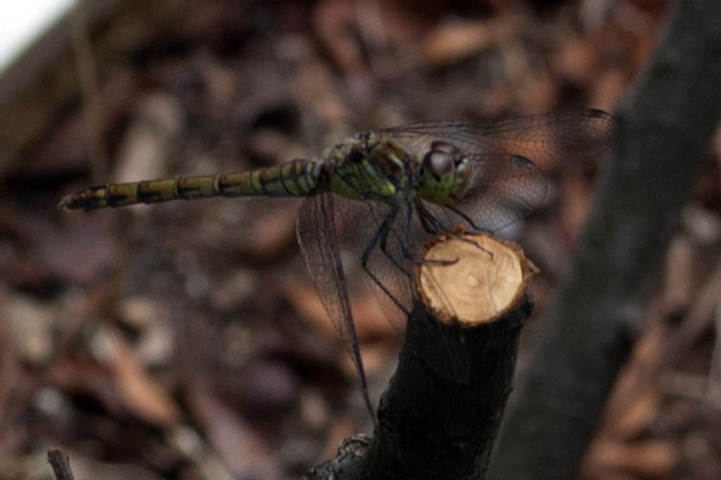 Libellula palermitana:   Sympetrum striolatum, femmina