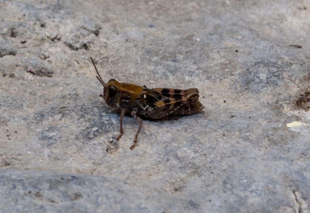 ortottero cretese:  Calliptamus cfr. italicus  (Acrididae)
