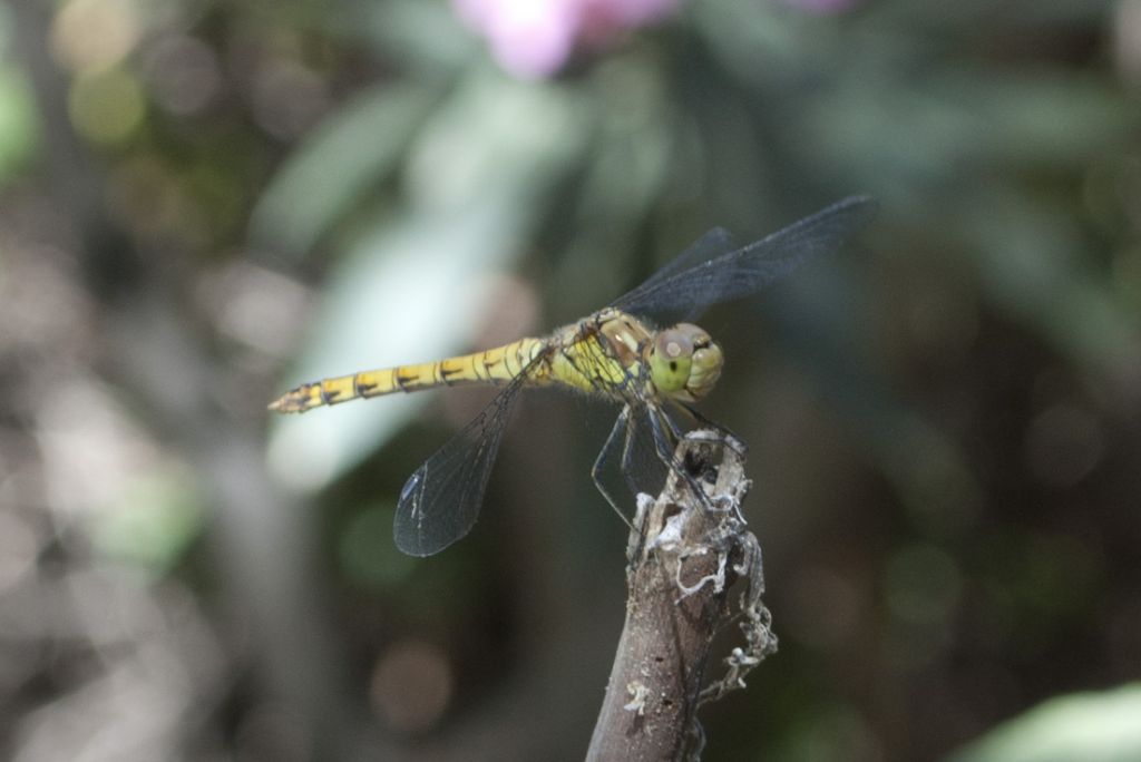 Libellula cretese:   Sympetrum striolatum, femmina