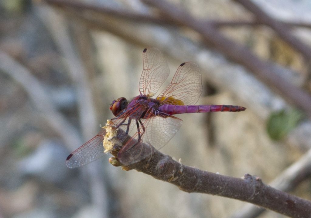 Libellula cretese:     Trithemis annulata