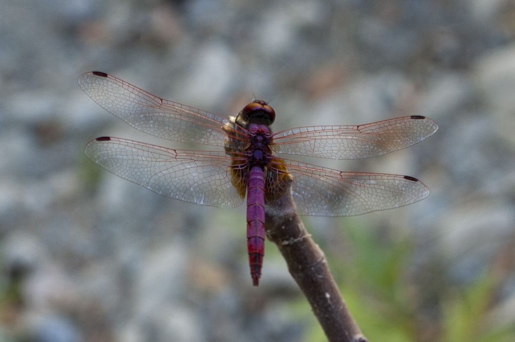 Libellula cretese:     Trithemis annulata