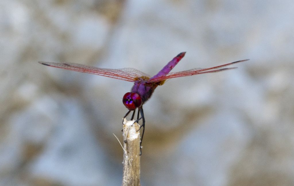 Libellula cretese:     Trithemis annulata