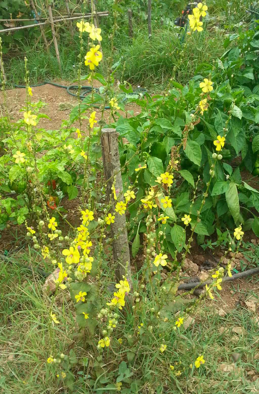 Avventizia del mio orto - Verbascum sp.