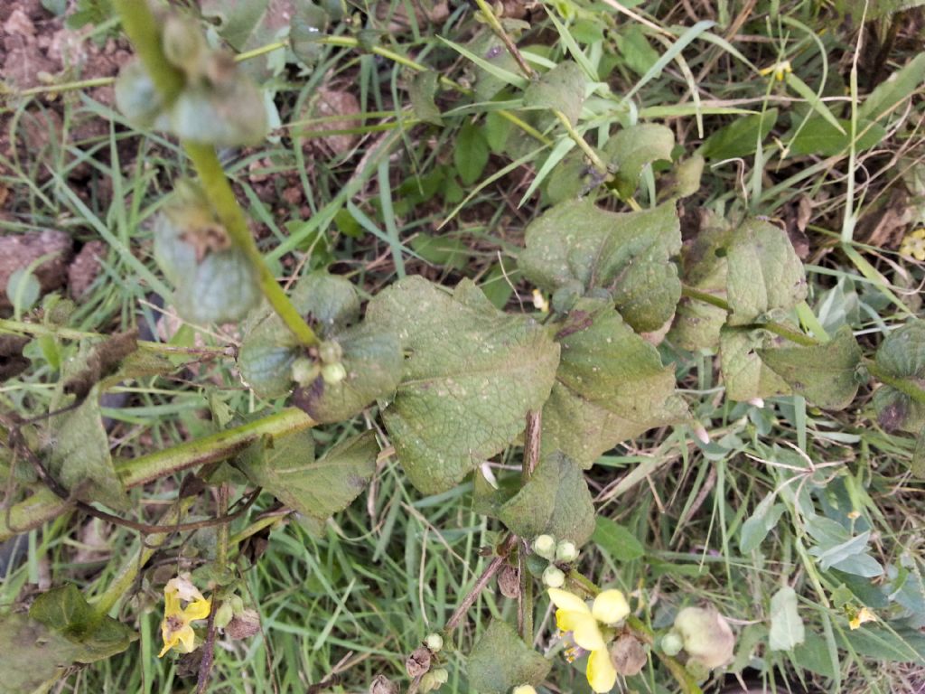 Avventizia del mio orto - Verbascum sp.