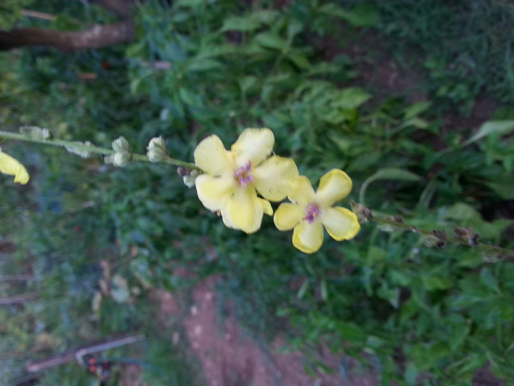 Avventizia del mio orto - Verbascum sp.