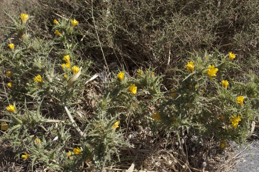 cardo cretese - Scolymus hispanicus