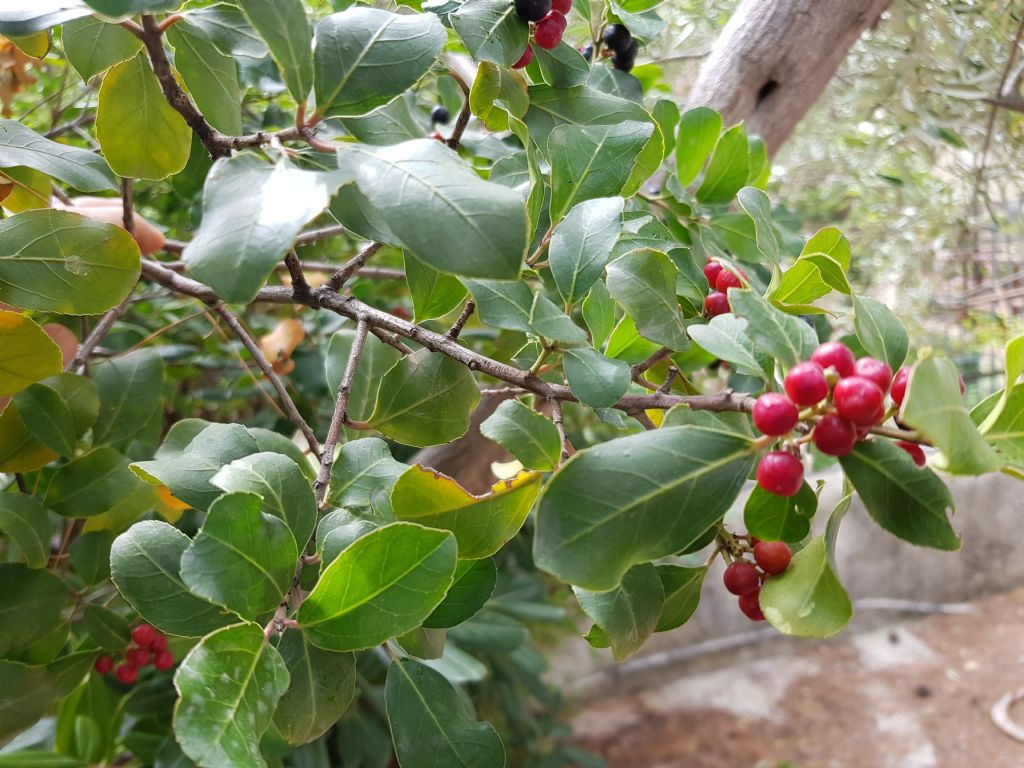 Arbusto della macchia mediterranea: Rhamnus alaternus (Rhamnaceae)