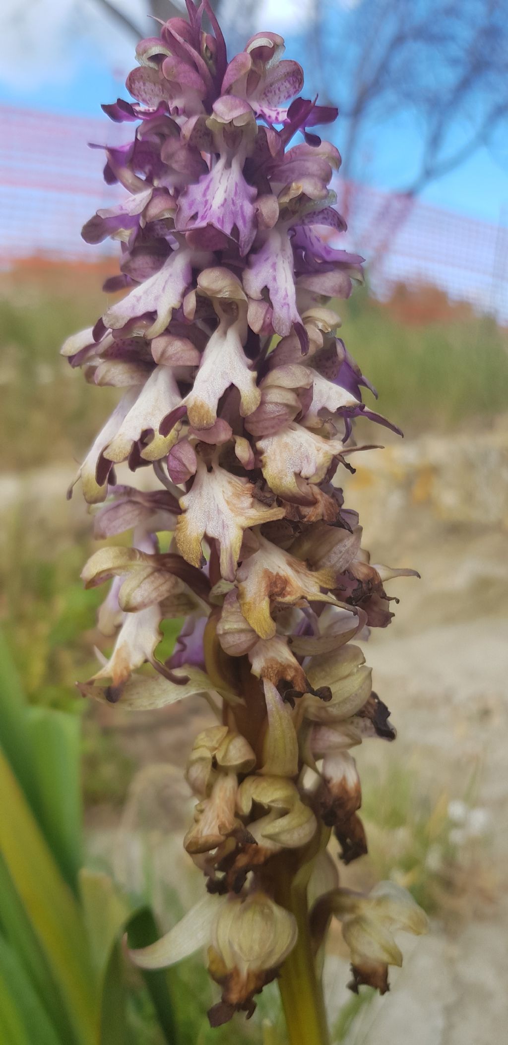 Barlia robertiana / Barlia