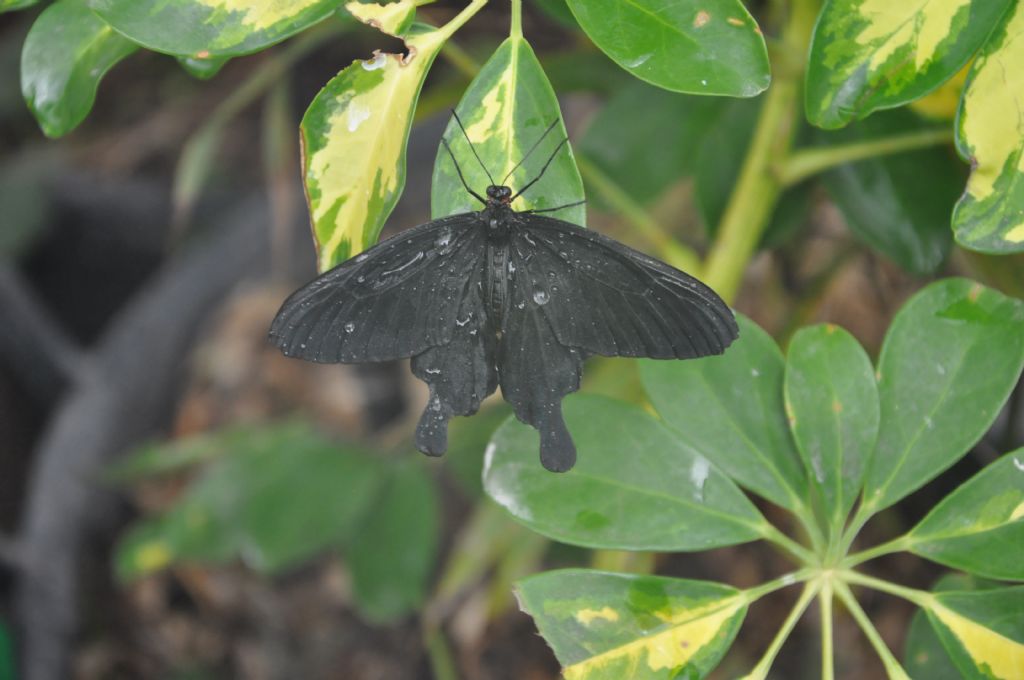 Farfalla della Casa delle farfalle di Palermo:  Papilio sp.