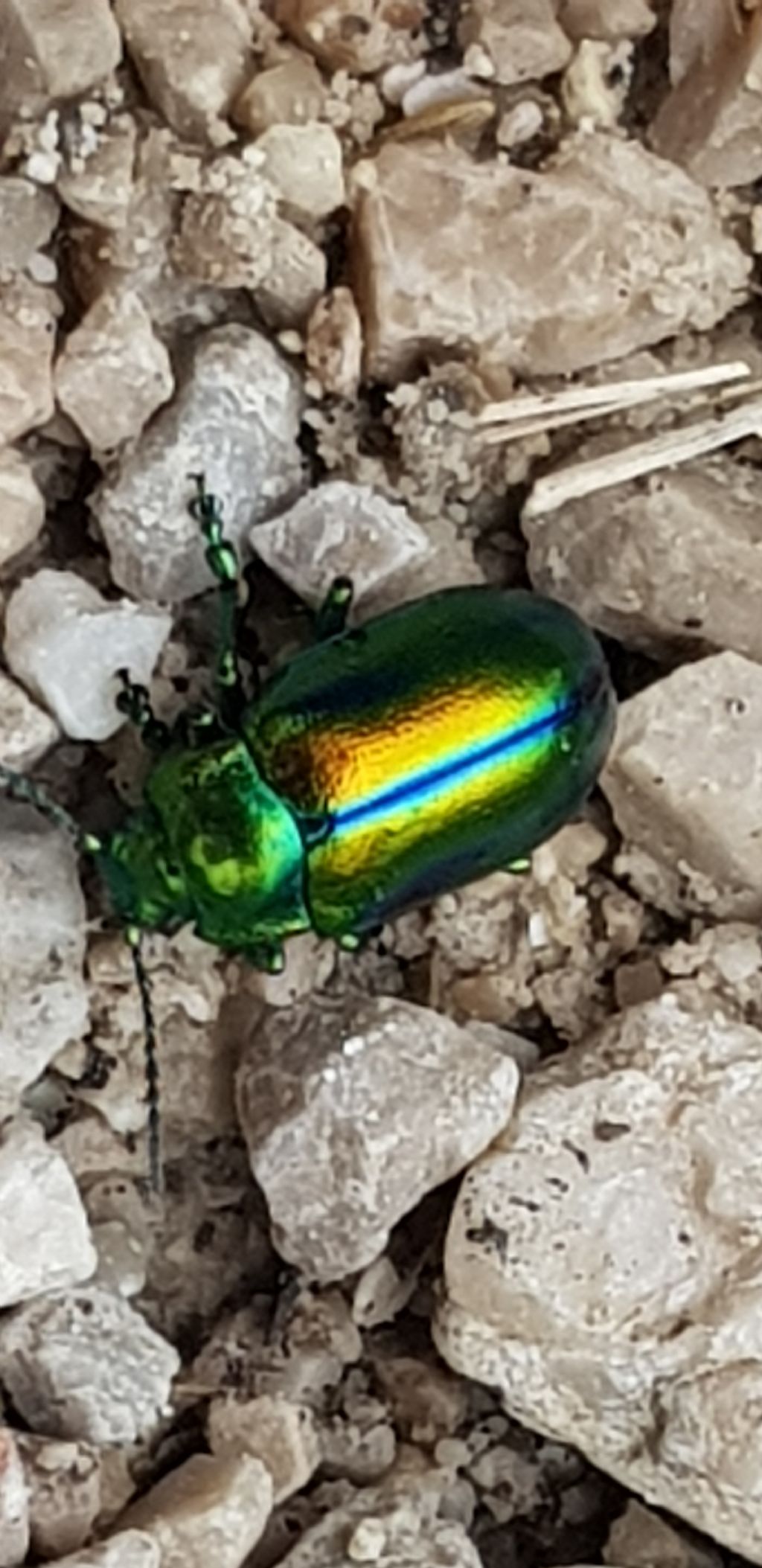 Chrysomelidae: Oreina sp.