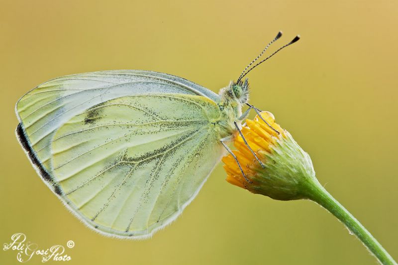 Pieris napi? - Si