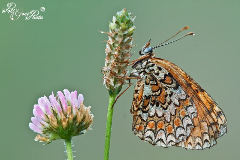 Melitaea phoebe?
