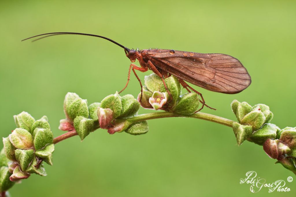 Limnephilidae Anabolia del lodigiano