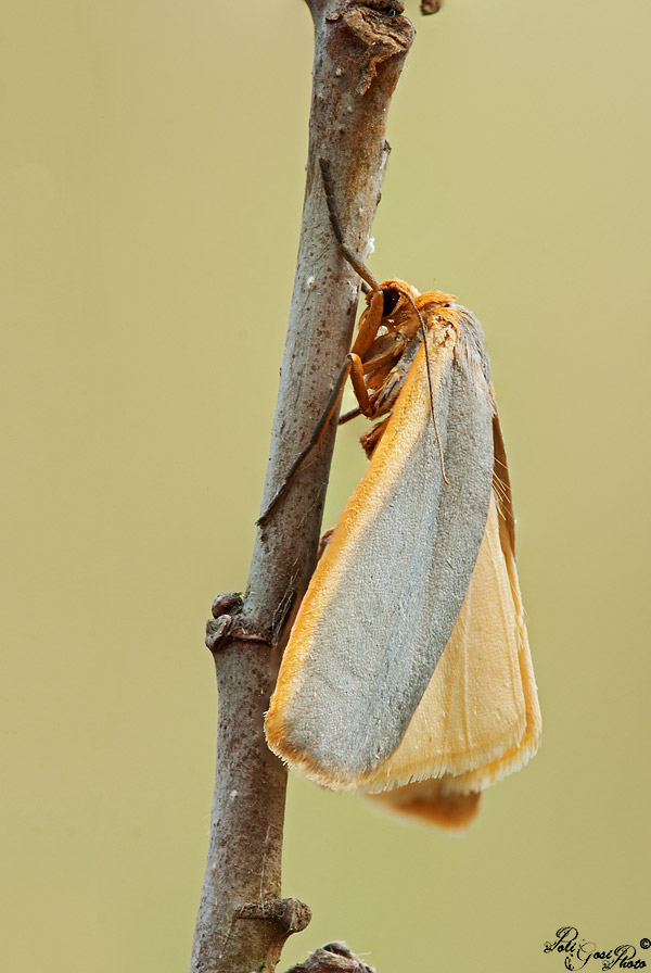 Aiuto ID Falena