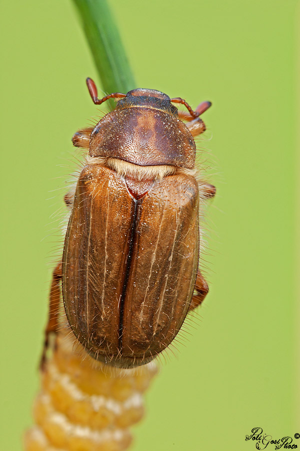 Aiuto ID: Amphimallon solstitiale?