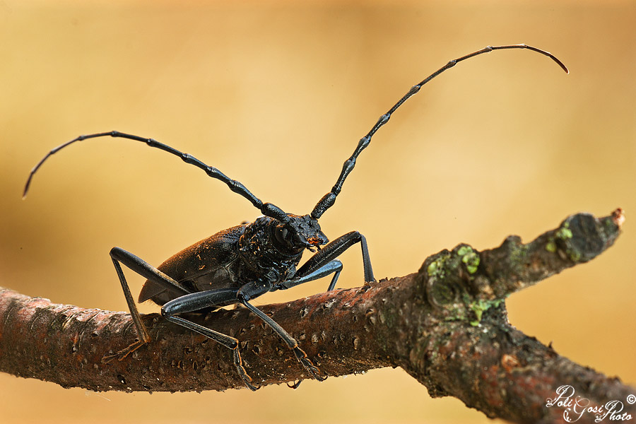 Cerambyx cerdo