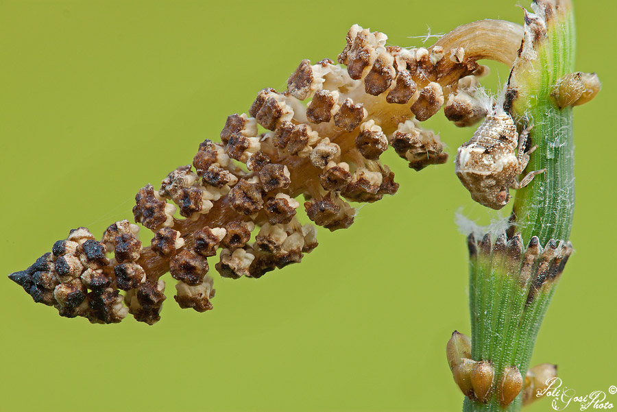 Cixiidae? No, Acaloniidae - Acanalonia conica