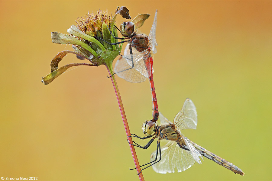 Conferma ID accoppiamento: Sympetrum depressiusculum