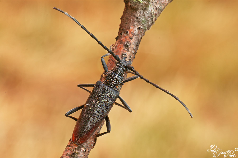 Cerambyx cerdo