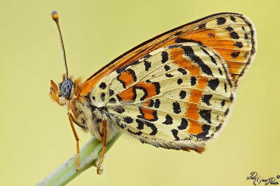 Melitaea trivia?