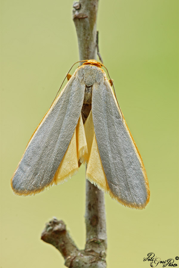 Aiuto ID Falena
