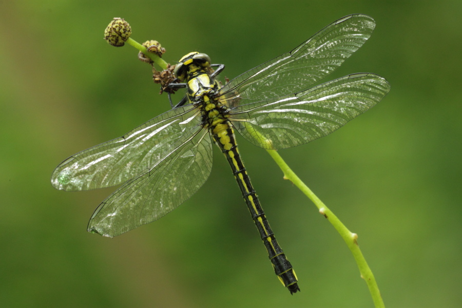 Nascita e adulto Gomphus vulgatissimus