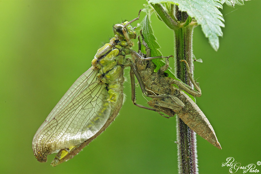 Nascita e adulto Gomphus vulgatissimus