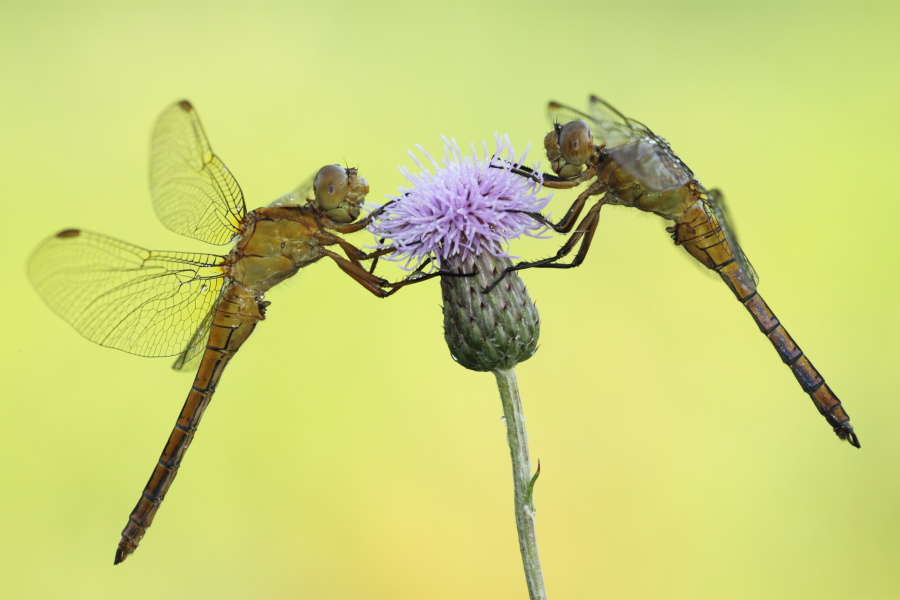 Aiuto ID libellula