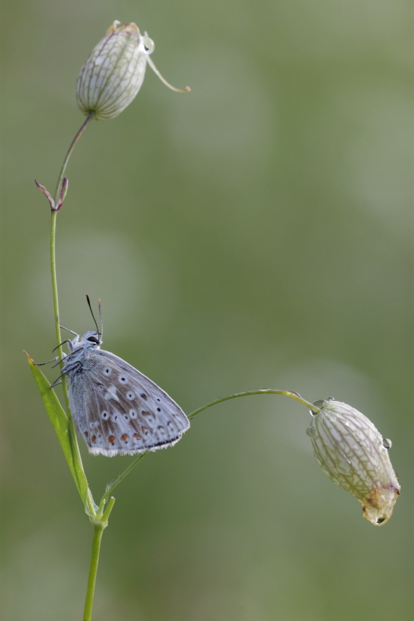 Aiuto ID Lycaenidae