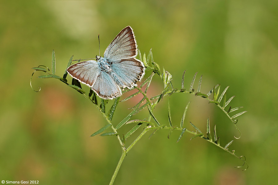 Aiuto ID Lycaenidae