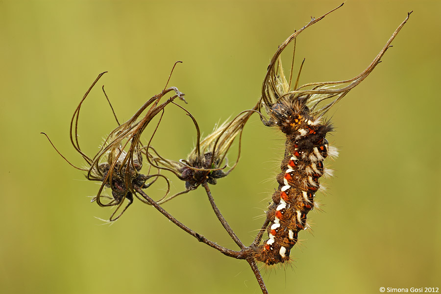 Conferma bruco di Acronicta rumicis