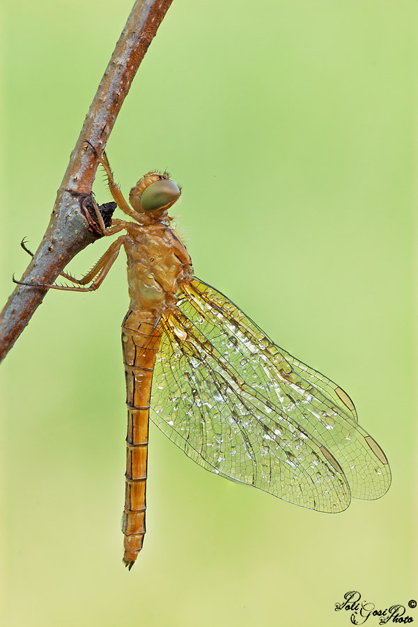 Sympetrum neosfarfallato?