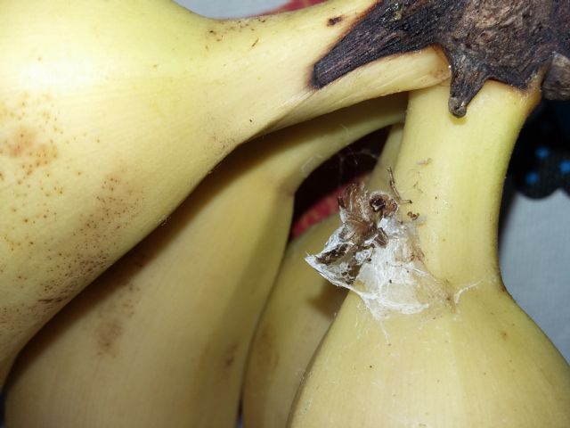 URGENTE identificazione ragno delle banane