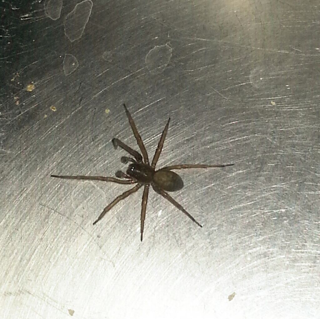 Loxosceles reclusa? (da identificare)
