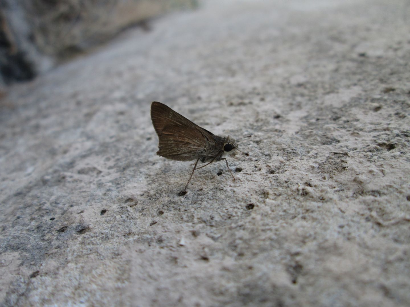 identificazione di farfalle e falene