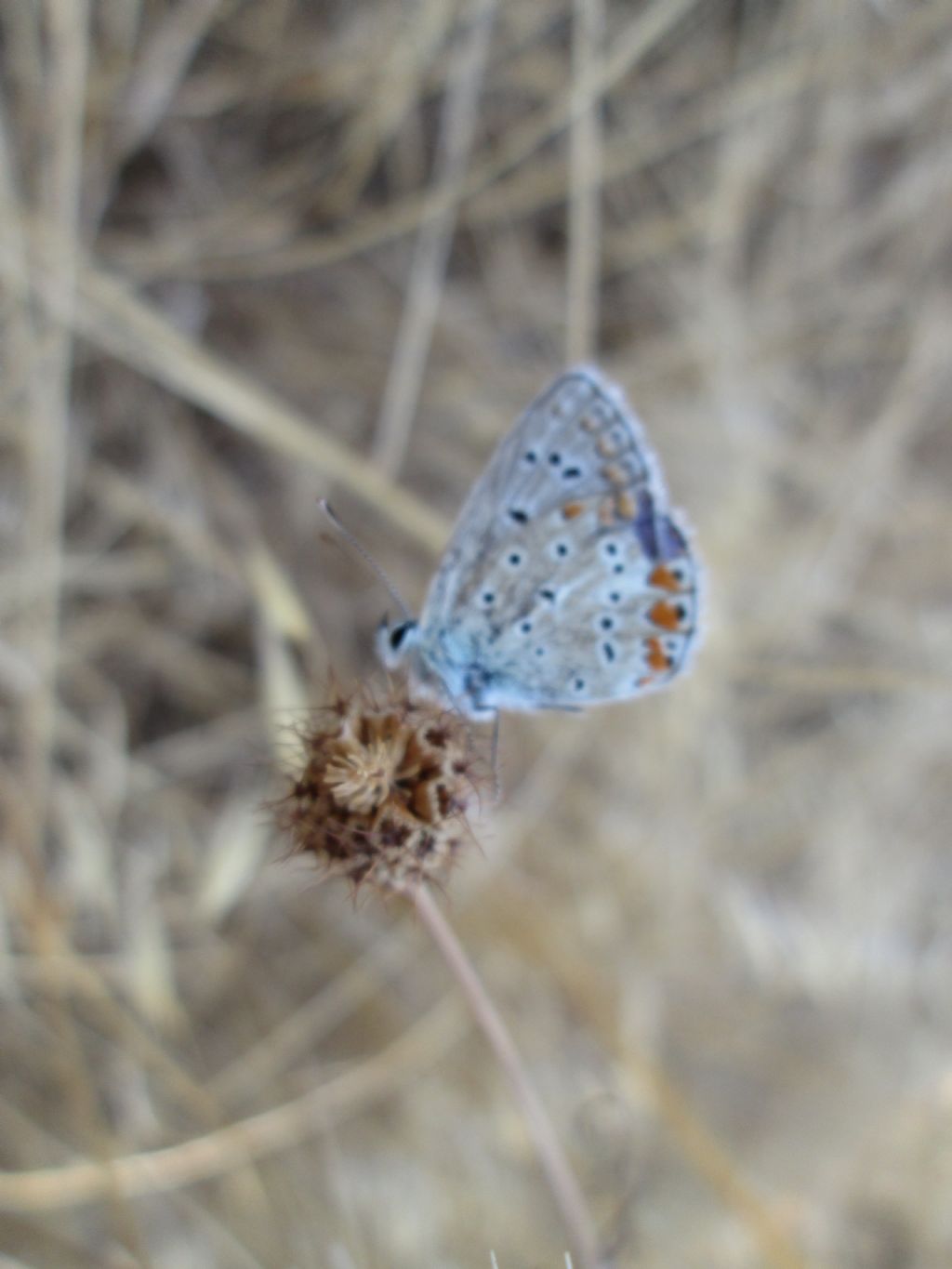 identificazione di farfalle e falene