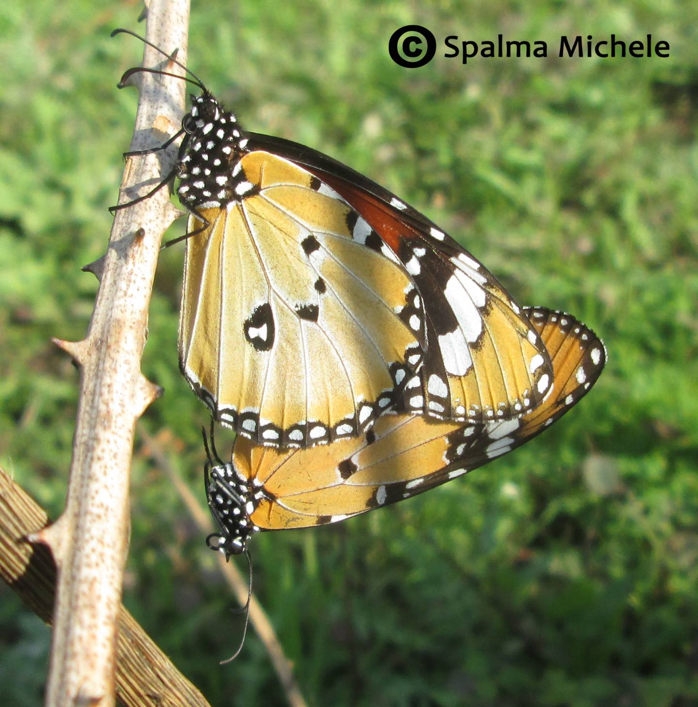 Monarca Africano(Danaus Chrysippus)- presenza in sicilia Nord a Carini (PA)