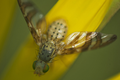 Maschio di Orellia falcata.(Tephritidae)