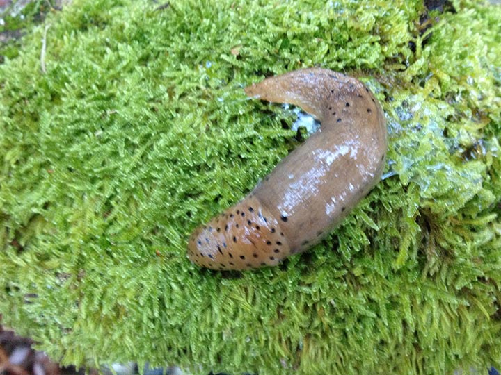 Limax dal  basso Piemonte (capanne di marcarolo) - (AL)