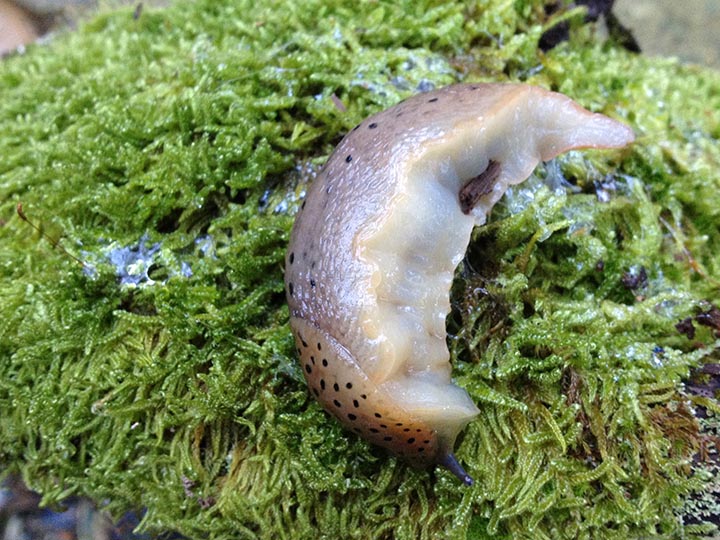 Limax dal  basso Piemonte (capanne di marcarolo) - (AL)