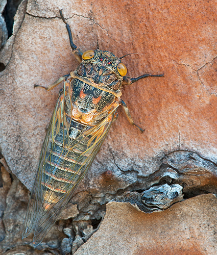 Aiuto id Cicadetta?