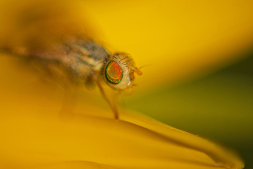 Maschio di Orellia falcata.(Tephritidae)